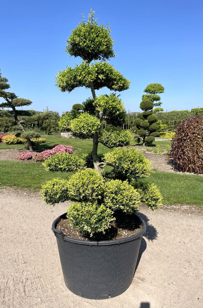 Ilex crenata Kinme Bonsai Boom 160-180cm